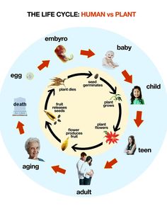 Life cycle of humans and plants